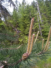 Pinus uncinata uliginosa