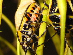Eurydema gebleri