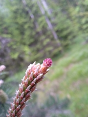 Pinus uncinata uliginosa