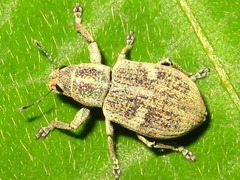 Eugnathus distinctus