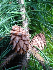Pinus uncinata uliginosa