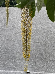 Lophanthera lactescens