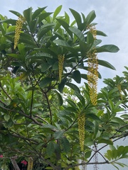 Lophanthera lactescens