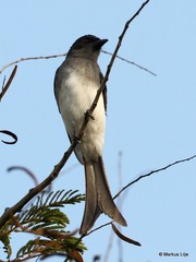 Dicrurus caerulescens