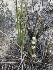 Lomandra leucocephala
