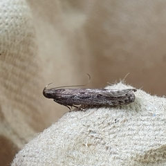 Neofaculta ericetella
