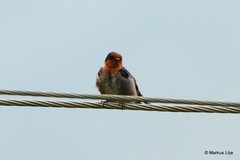 Hirundo domicola