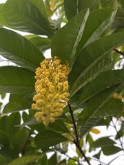 Lophanthera lactescens