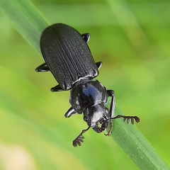 Platycerus depressus