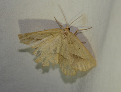 Euchlaena irraria
