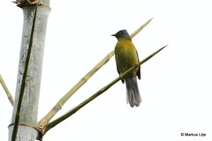 Brachypodius priocephalus