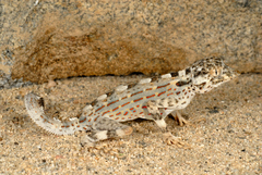 Pristurus carteri