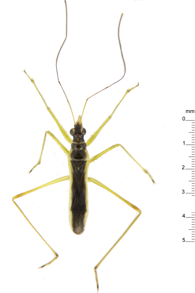 Nabinae