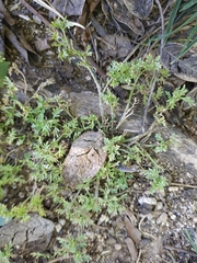 Lepidium didymum