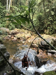 Chamaedorea pinnatifrons
