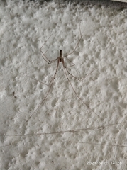 Pholcidae