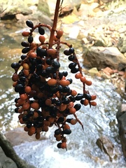 Chamaedorea pinnatifrons