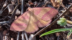 Rhodostrophia pudorata