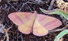 Rhodostrophia pudorata
