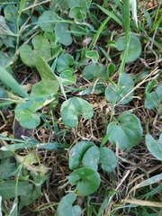 Dichondra micrantha