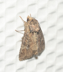 Mesapamea fractilinea