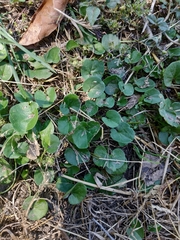 Dichondra micrantha