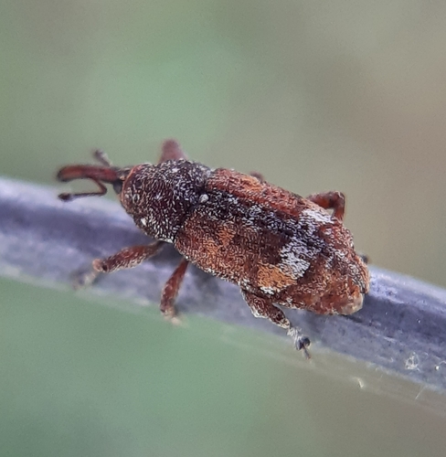 Engelmann Spruce Weevil