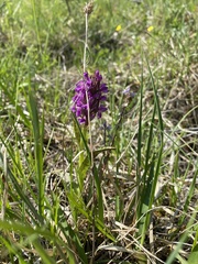 Dactylorhiza incarnata