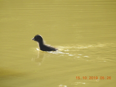 Amaurornis phoenicurus