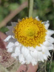 Ammobium alatum