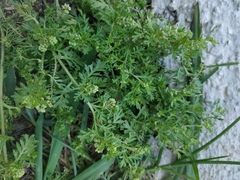 Lepidium didymum