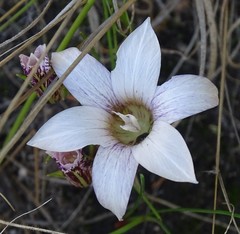 Romulea flexuosa