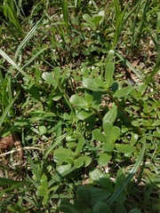 Portulaca oleracea