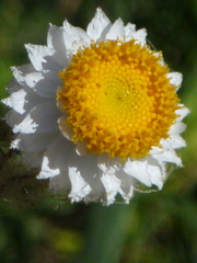 Ammobium alatum