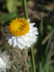Ammobium alatum