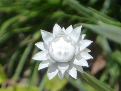Ammobium alatum