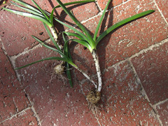 Hyacinthoides non-scripta