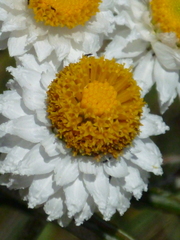 Ammobium alatum