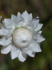 Ammobium alatum