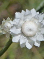 Ammobium alatum