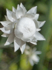 Ammobium alatum