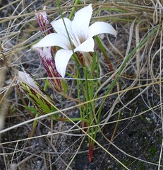 Romulea flexuosa