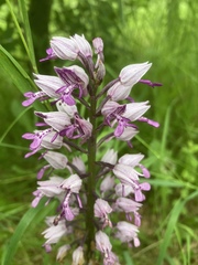 Orchis militaris