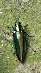 Chrysochroa fulgidissima
