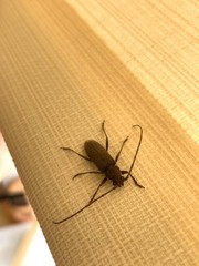 Stromatium longicorne