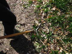 Hyacinthoides non-scripta