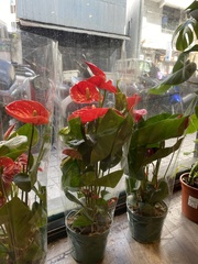 Anthurium andraeanum