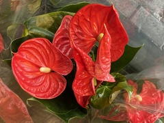 Anthurium andraeanum