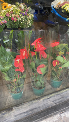 Anthurium andraeanum