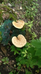 Cerioporus squamosus